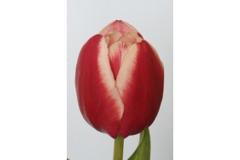 LEEN VAN DER MARK